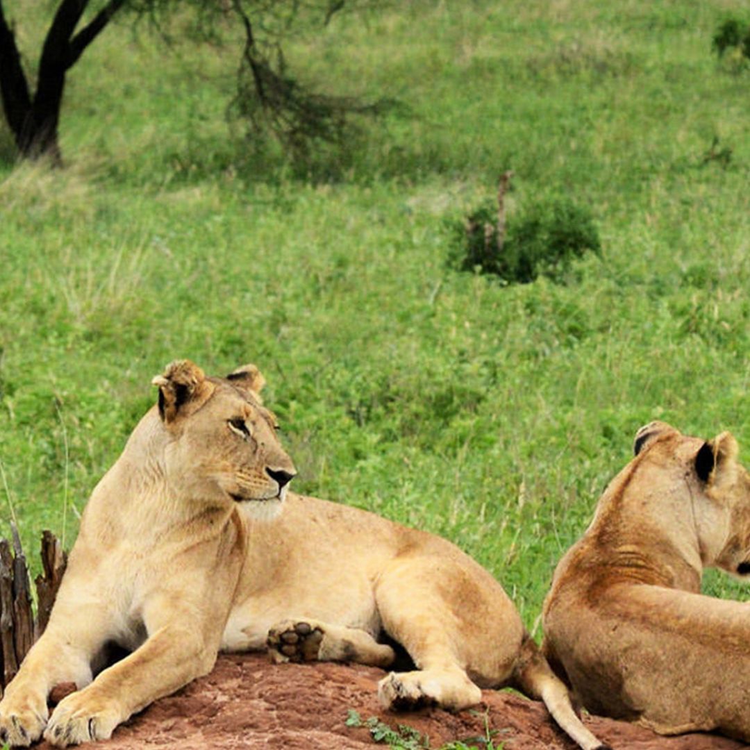 Lions kingdom Safaris(10)