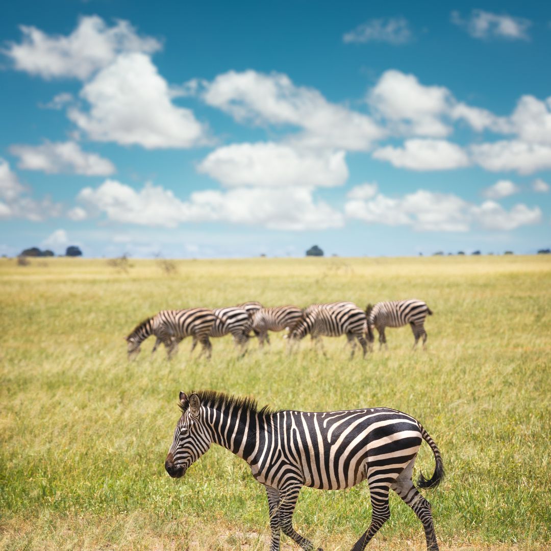 Lions kingdom Safaris(15)