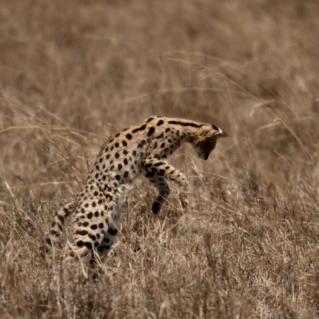 Lions kingdom Safaris(32)