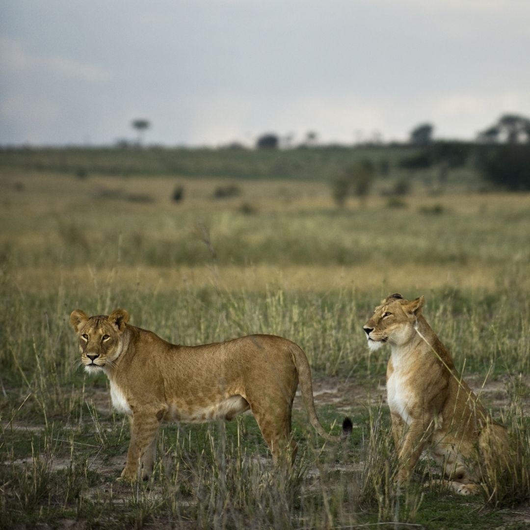 Lions kingdom Safaris(34)