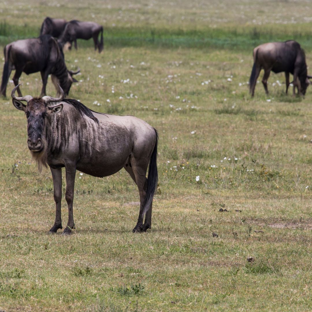 Lions kingdom Safaris(39)