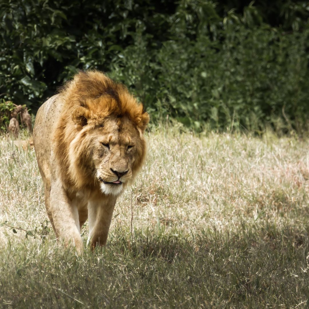 Lions kingdom Safaris(40)