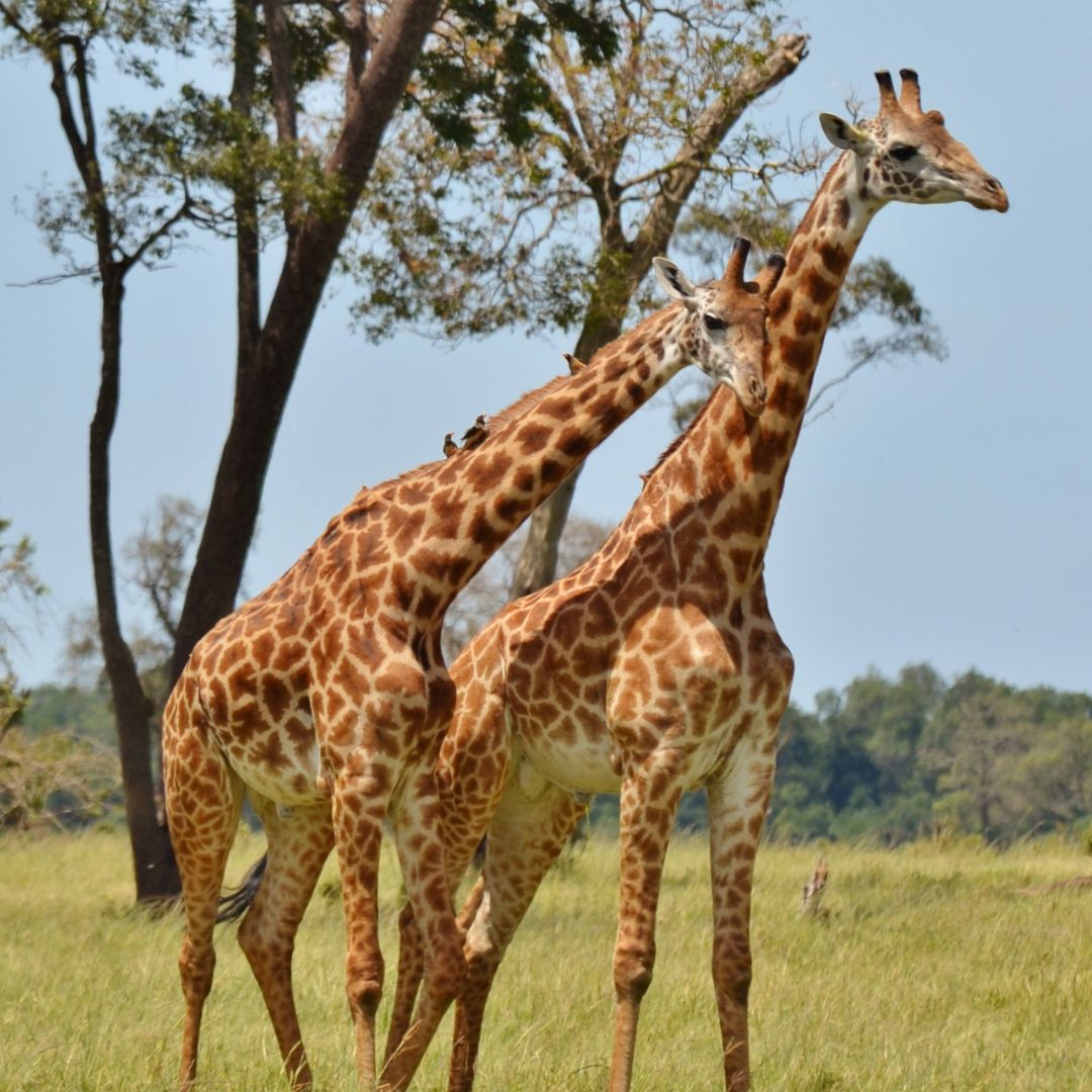 Lions kingdom Safaris(41)