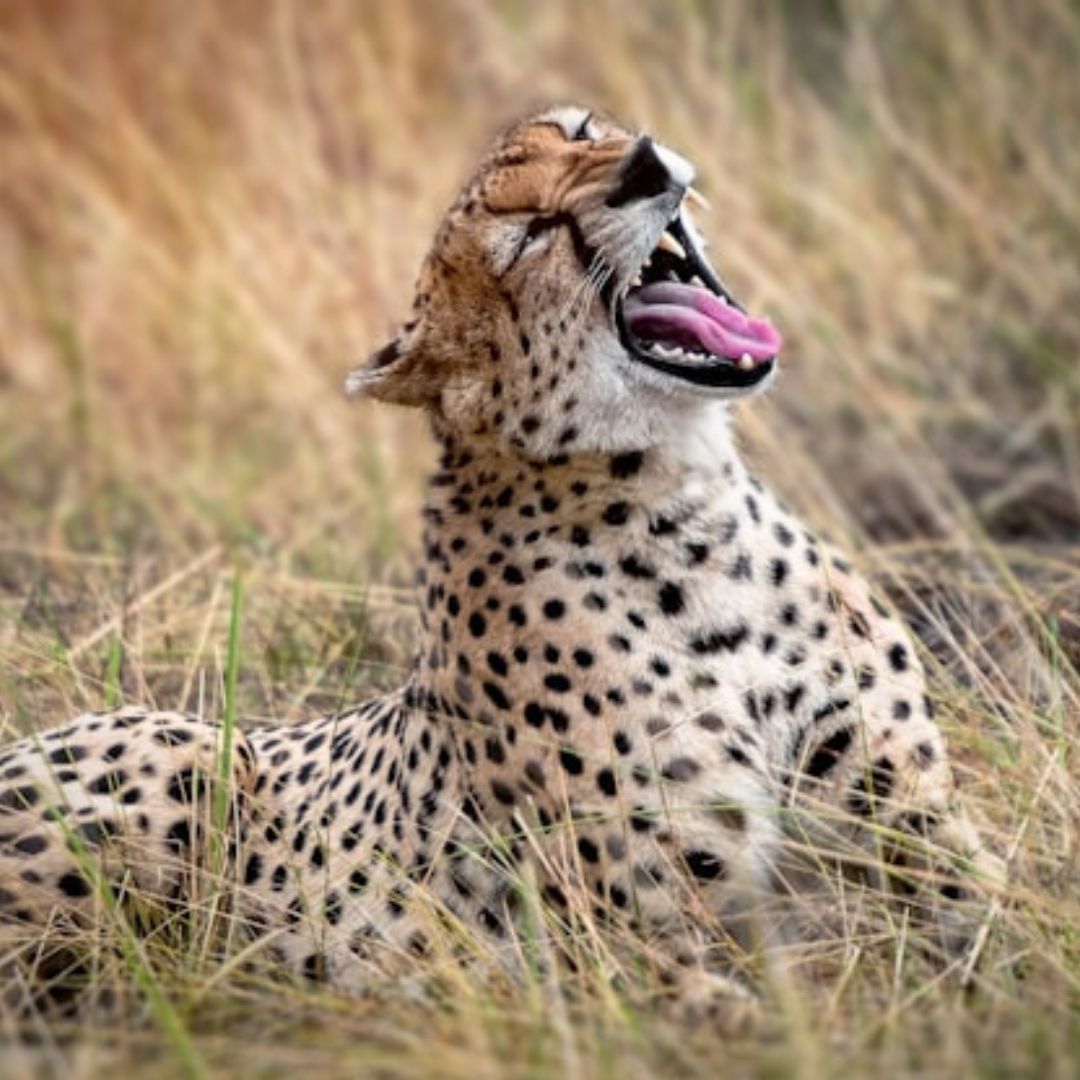 Lions kingdom Safaris(5)