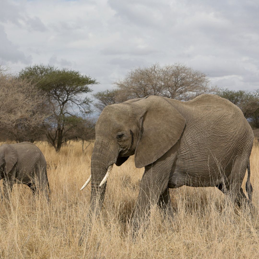 Lions kingdom Safaris(6)