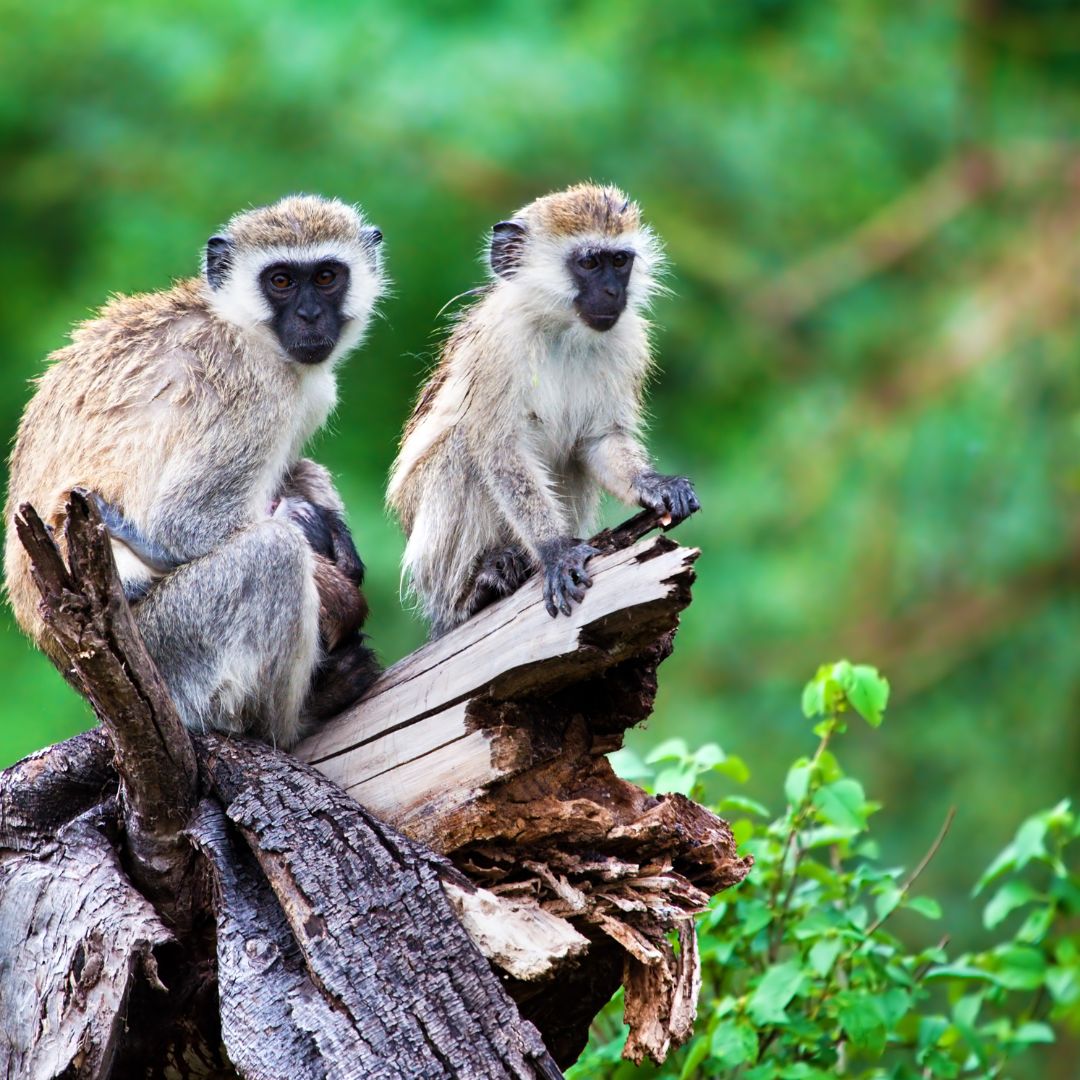 Lions kingdom Safaris(8)