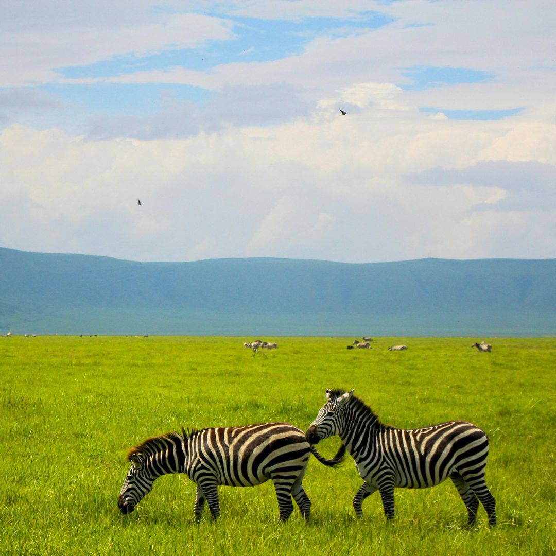 Lions kingdom Safaris(9)